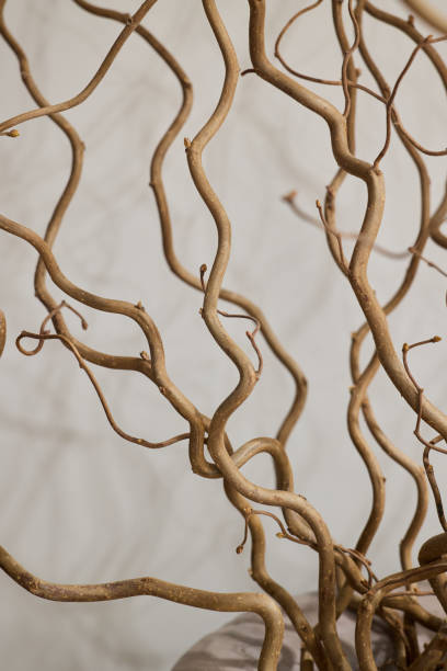 istock Intricate Twisted Branches Designed Perfectly to Enhance Creative Decorative Spaces 2189582045