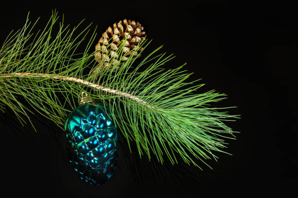 Green spruce branch with natural cone and toy cone on black background.