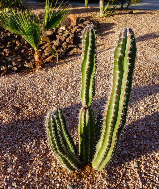 istock Columnar Stenocereus Queretaroensis Cactus in Xeriscaping 2189582584