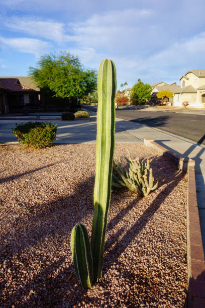 istock Mexican Fencepost Cacti in Xeriscaping 2189582656