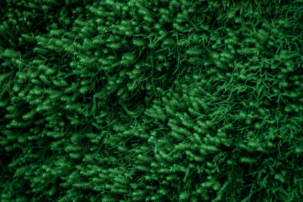 Emerald moss. Green background. Nature closeup. Vibrant color