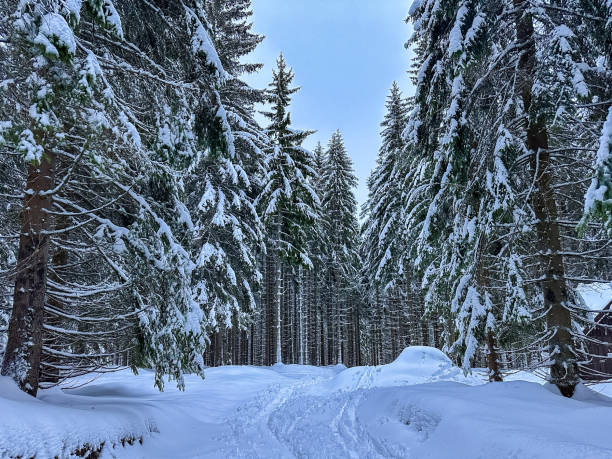 Snow covered trees in the winter forest with road. High quality photo