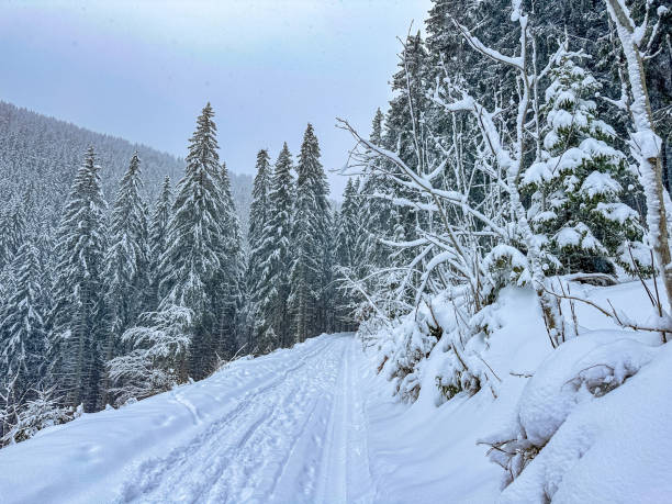 istock Snow covered trees in the winter forest with road 2189583863