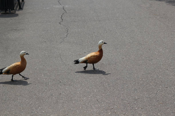 Ducks are happily walking along a paved path under the bright sunlight, creating a vivid scene