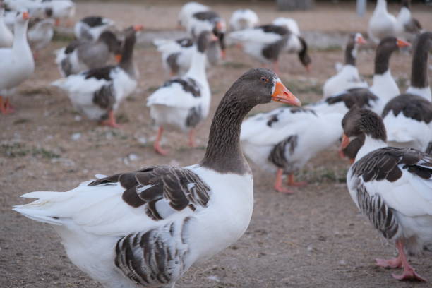 Beautiful geese  (anser anser domesticus) enjoying a morning walk on a farm. Domestic goose. Goose farm.  geese (anser anser domesticus) enjoying a morning walk on a farm. Domestic goose. Goose farm.