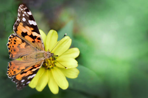 istock Close-up of a colorful butterfly 2189586420