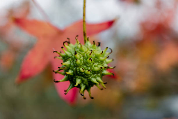 Sweetgum tree in the autumn, close up of a tree