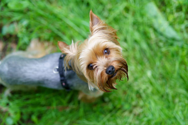 istock Little curious Yorkshire terrier on green grass in the forest 2189587536