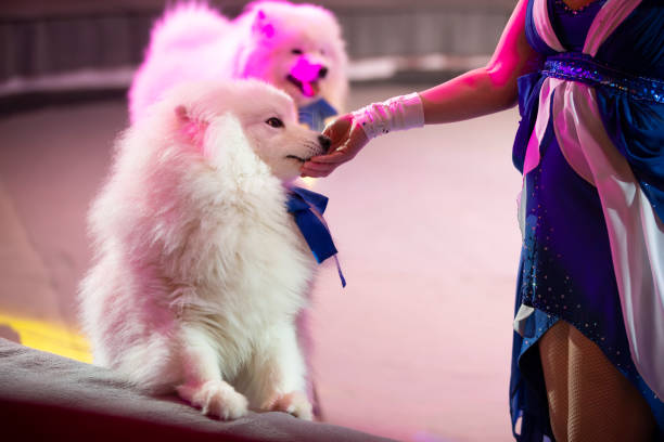 A circus trained dog shows a trick in the arena.