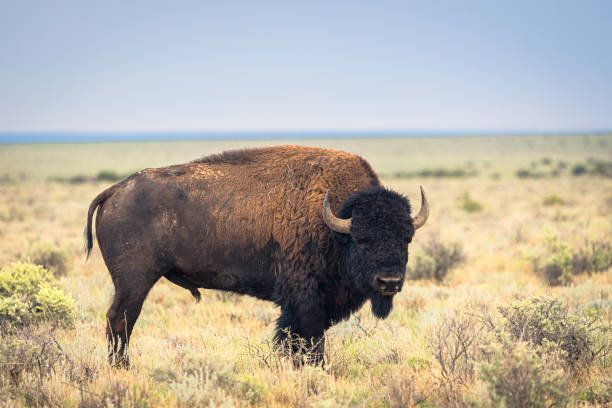 istock American bison buffalo on the prairie. 2189588995