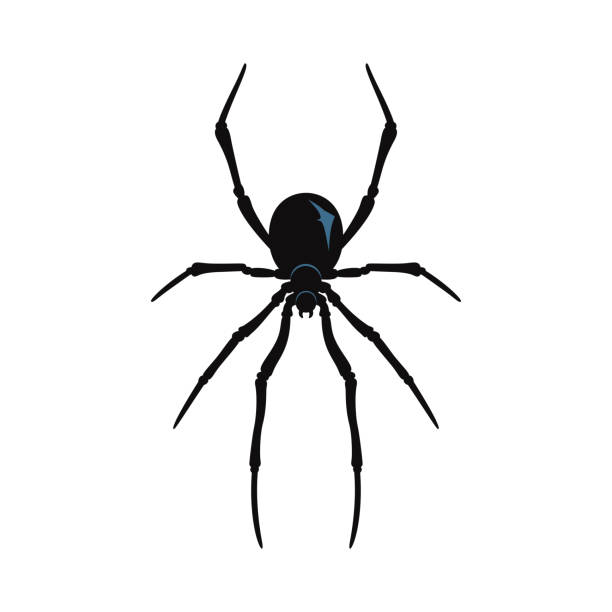 Spider Pin Vector 200+ Halloween Pin Up Cartoon Stock Illustrations, Royalty-Free Vector ...