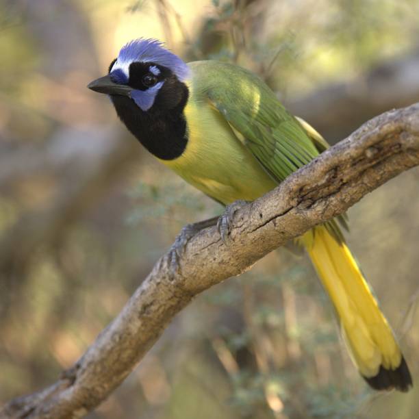 istock Vibrant green jay bird perched on a tree branch in a natural setting with a blurred background. 2189591524
