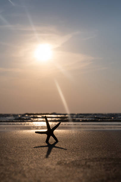 A starfish in the sand on a beach in front of the ocean waves at sunset