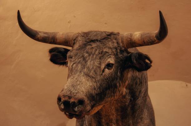 istock Close-up of a bull with large horns. 2189595806