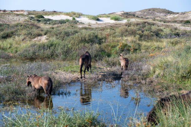 istock Wild horses at a small lake in a dune landscape 2189596282