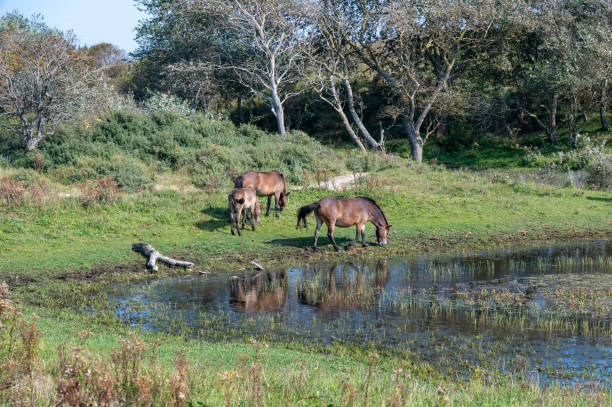 istock Wild horses at a small lake in a dune landscape 2189596299