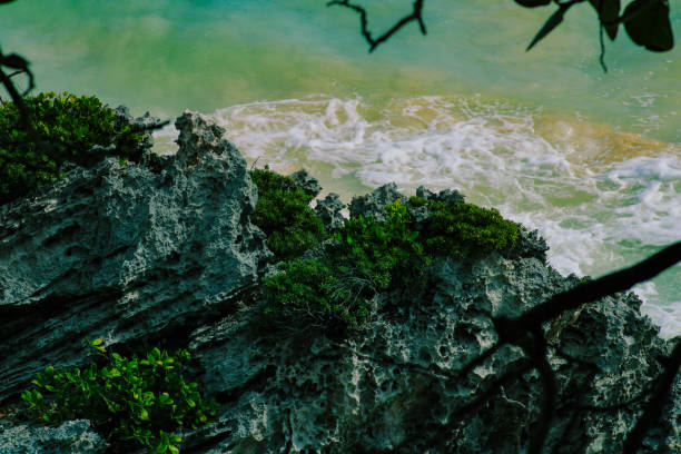 Caribbean coast full of turquoise waves, tropical leaves and rocks.