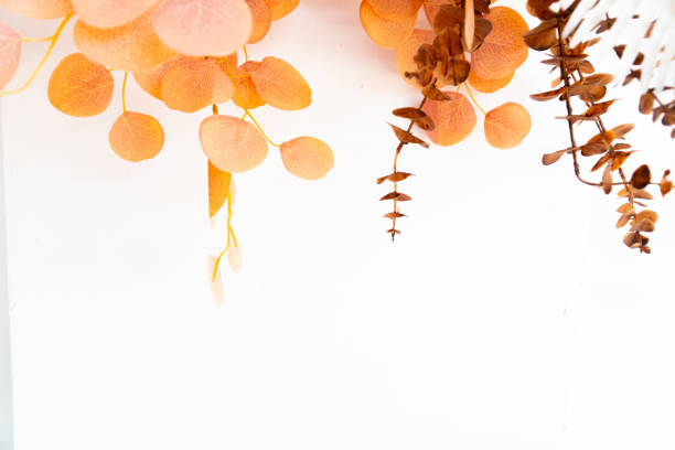 Minimalistic orange dried leaves with white background, perfect for artistic decoration or print design