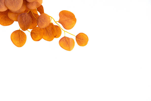 Colorful wreath of wet autumn leaves on pastel orange background with copy space.