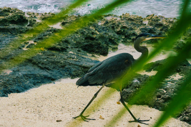 Grey heron walking on the shore of a tropical island in the Maldives, with crystal clear water and a small island in the background