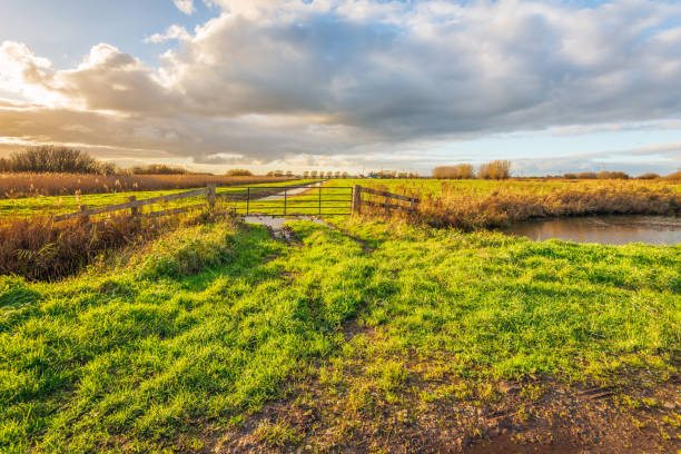 Green fields under cloudy sky on sunny day