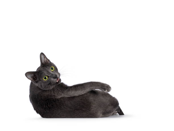 istock Korat cat on white background 2189599223