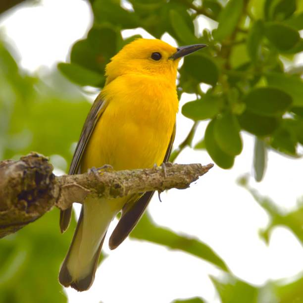 istock Vibrant yellow Prothonotary Warbler bird perched on a branch against a lush green background 2189599355