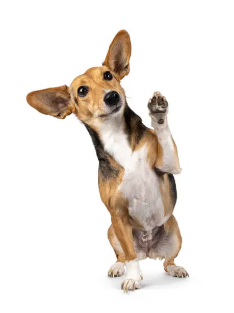 Perro sin raza sobre fondo blanco Perro sin raza sobre fondo blanco