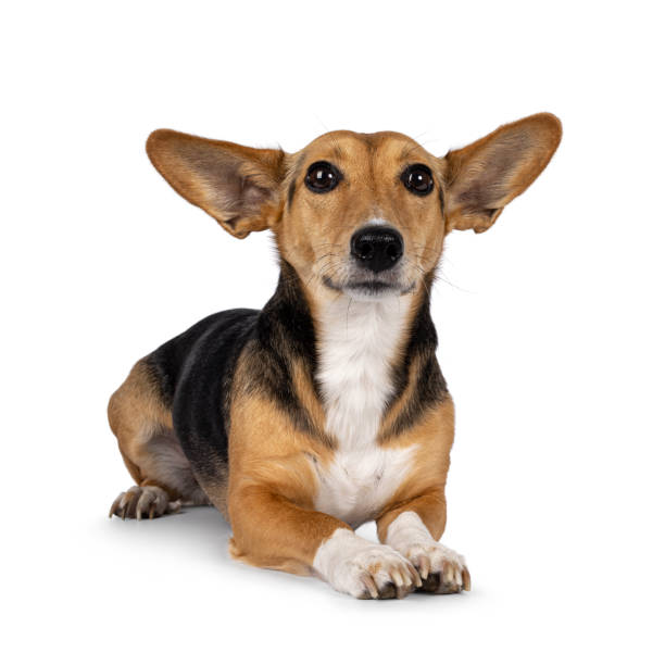istock Non breed dog on white background 2189600035
