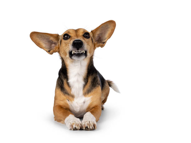 istock Non breed dog on white background 2189600062