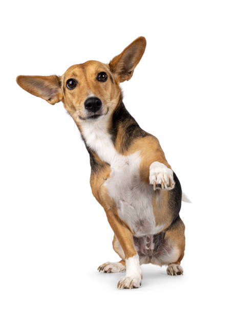 istock Non breed dog on white background 2189600119