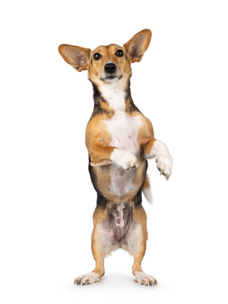 istock Non breed dog on white background 2189600138