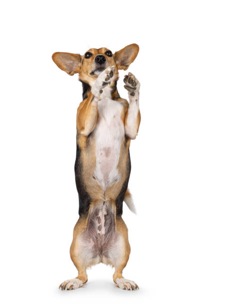 istock Non breed dog on white background 2189600154