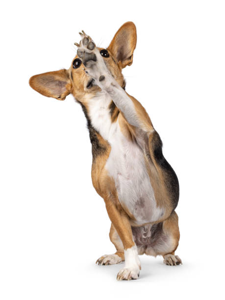 istock Non breed dog on white background 2189600169