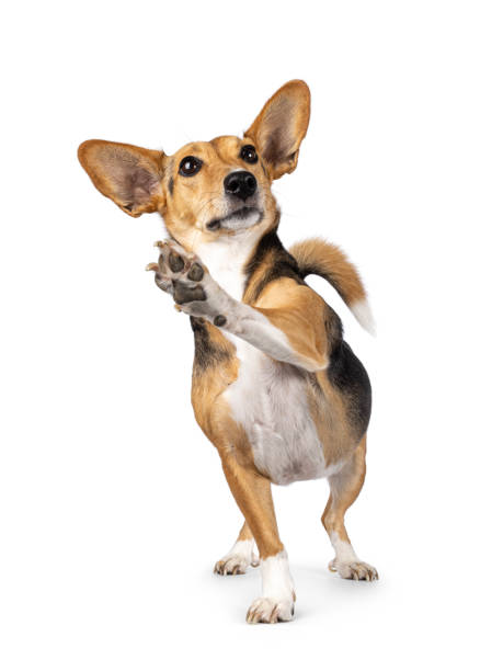 istock Non breed dog on white background 2189600190
