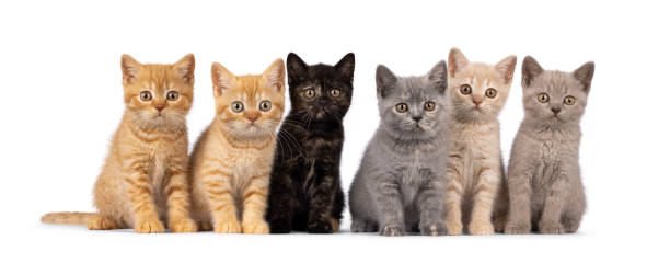 istock British Shorthair kittens on white background 2189600233