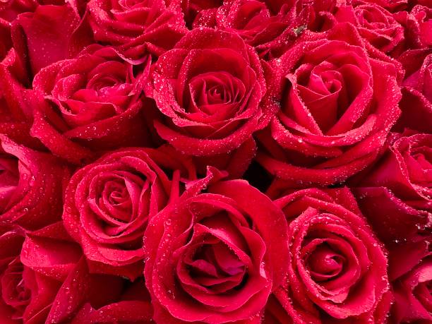 A beautiful rose in full bloom, surrounded by blurred greenery. The delicately layered petals reveal bright, warm colors, with natural gradations.