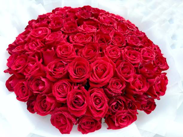 istock A beautiful rose in full bloom, surrounded by blurred greenery. The delicately layered petals reveal bright, warm colors, with natural gradations. 2189600552