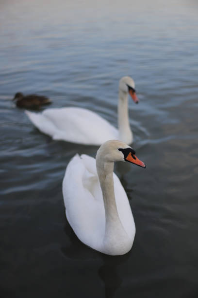 White swan on the water