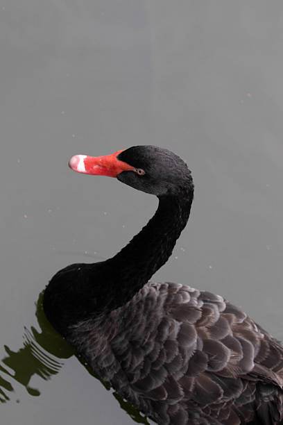 Beautiful Black Swan Floating on the lake