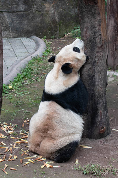 istock Funny pose of panda in China 2189601474