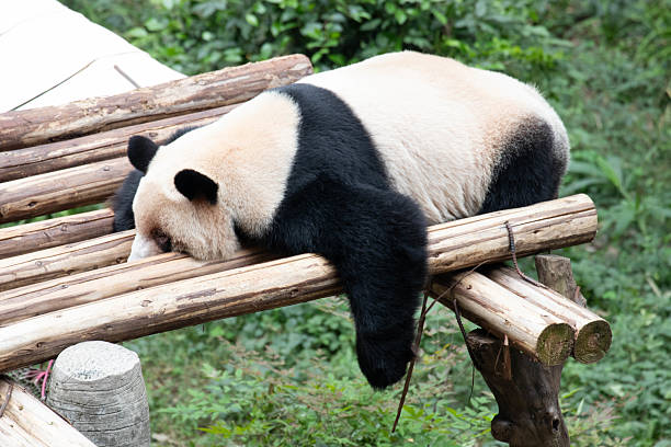 istock Funny Pose of sleeping Panda, China 2189601476