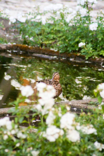 istock Brown female duck thought the flowers 2189601615