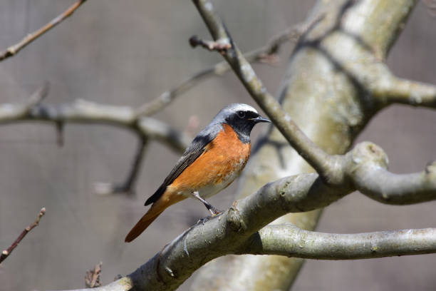 The back view of a Daurian Redstart bird perched on a thin, bare branch, set against a soft, colorful bokeh background.