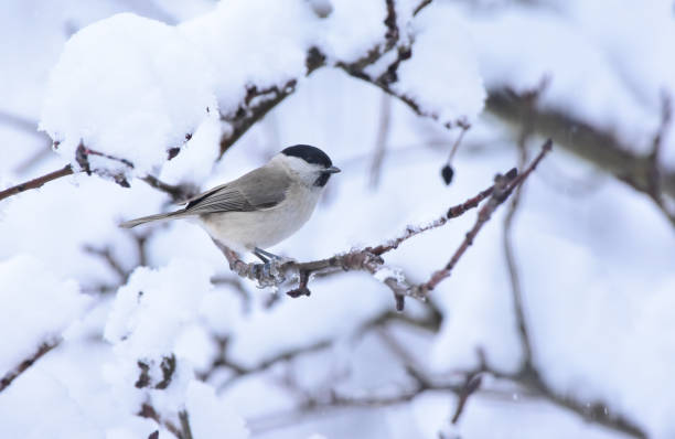 istock Willow Tit Perched on a Snow Covered Tree Branch. Poecile montanus, Winter Time Landscape. Romania, Europe 2189603578