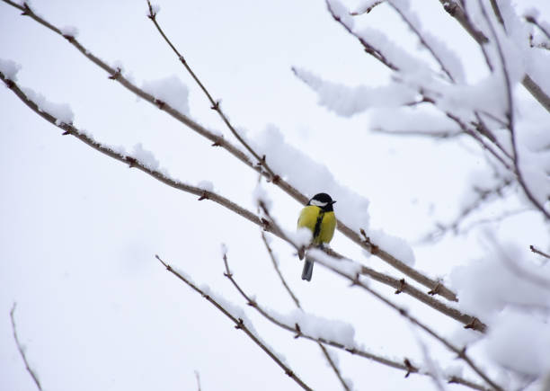 Male Redpoll feeding in the snow in my back yard. Eurasian siskin in the background.