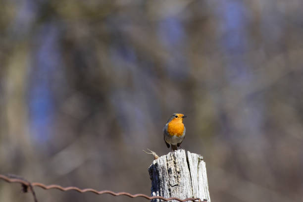 European robin, Erithacus rubecula perched on a wooden post looking at camera. Robin on countryside fence