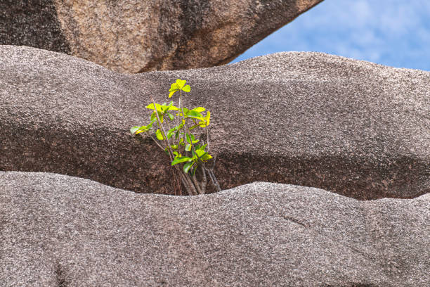 A Plant Growing From A Cleft Between Granite Boulders - Seen Close To Anse Source d'Argent On La Digue, Seychelles