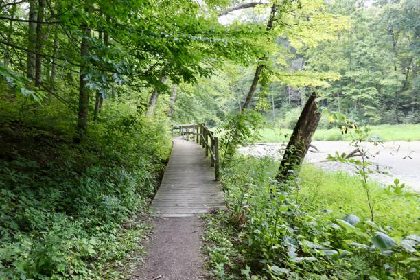 istock Hiking Trail in the Woods 2189605611