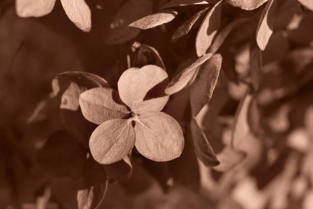 Beautiful dry mocha mousse hydrangea petals close up.